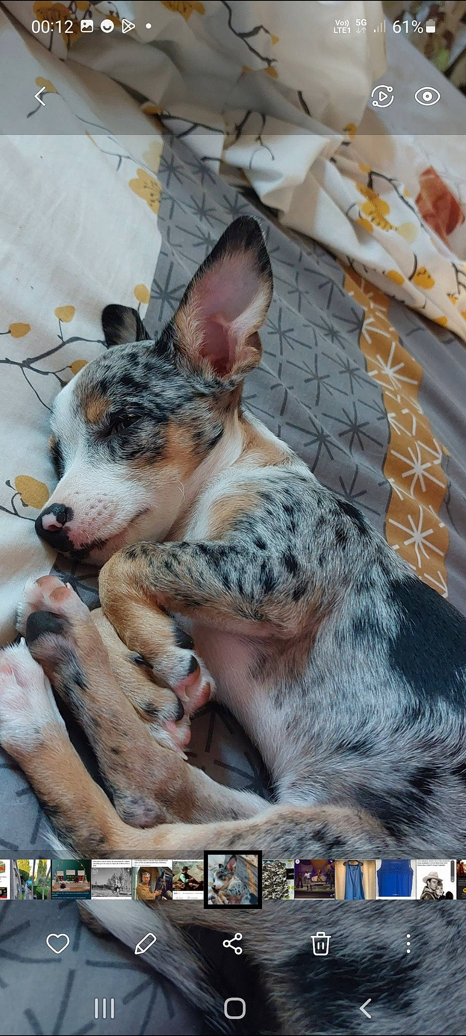 Summer a rejoint le concours — aidez-le/la à gagner de superbes lots ! canidae, carnivore, companion_dog, dog, dog_breed, fur, herding_dog, koolie, paw, photo_caption, sporting_group, terrestrial_animal, texas_heeler, whiskers, working_dog