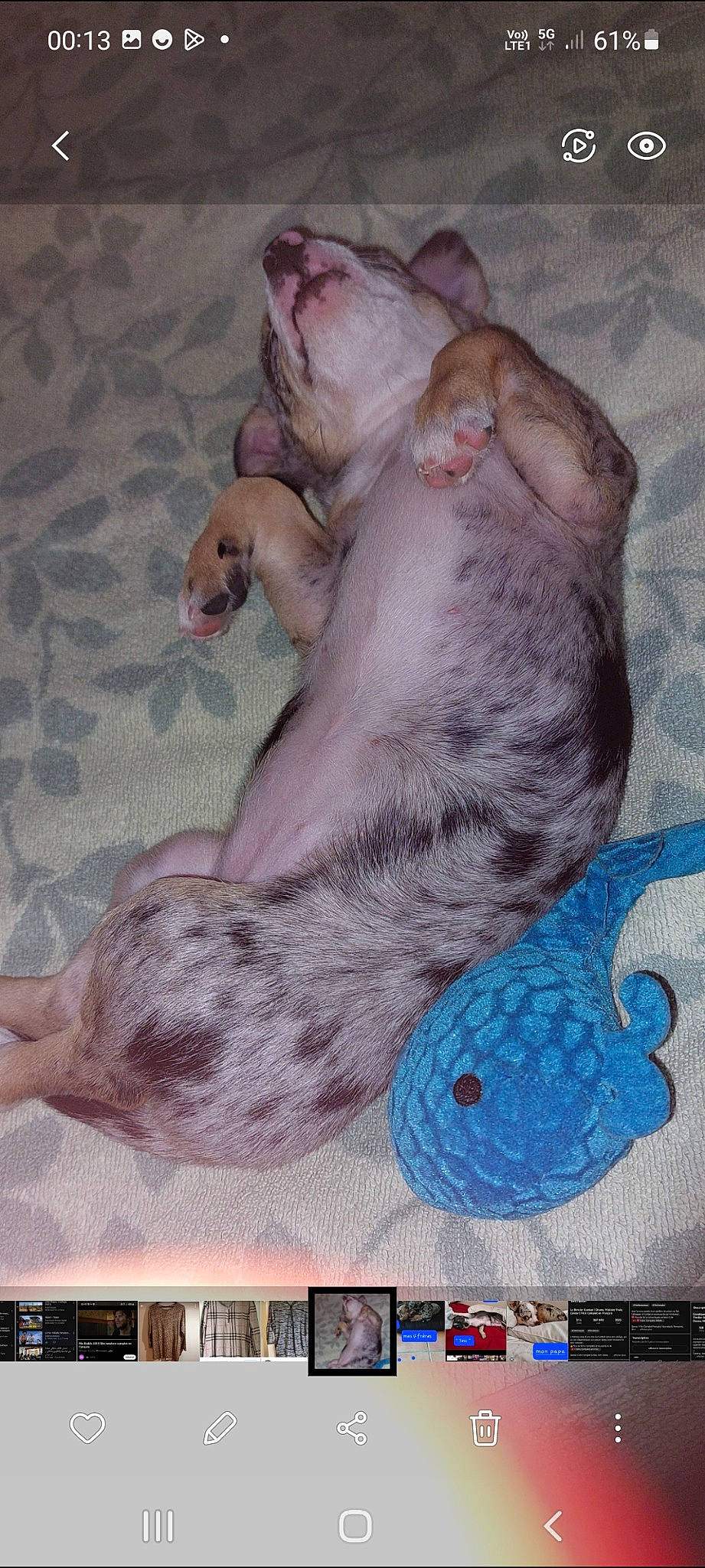 Summer a rejoint le concours — aidez-le/la à gagner de superbes lots ! art, canidae, carnivore, comfort, companion_dog, dog, dog_breed, electric_blue, fawn, foot, fur, grey, pattern, paw, snout, sporting_group, tail, terrestrial_animal, toy, whiskers