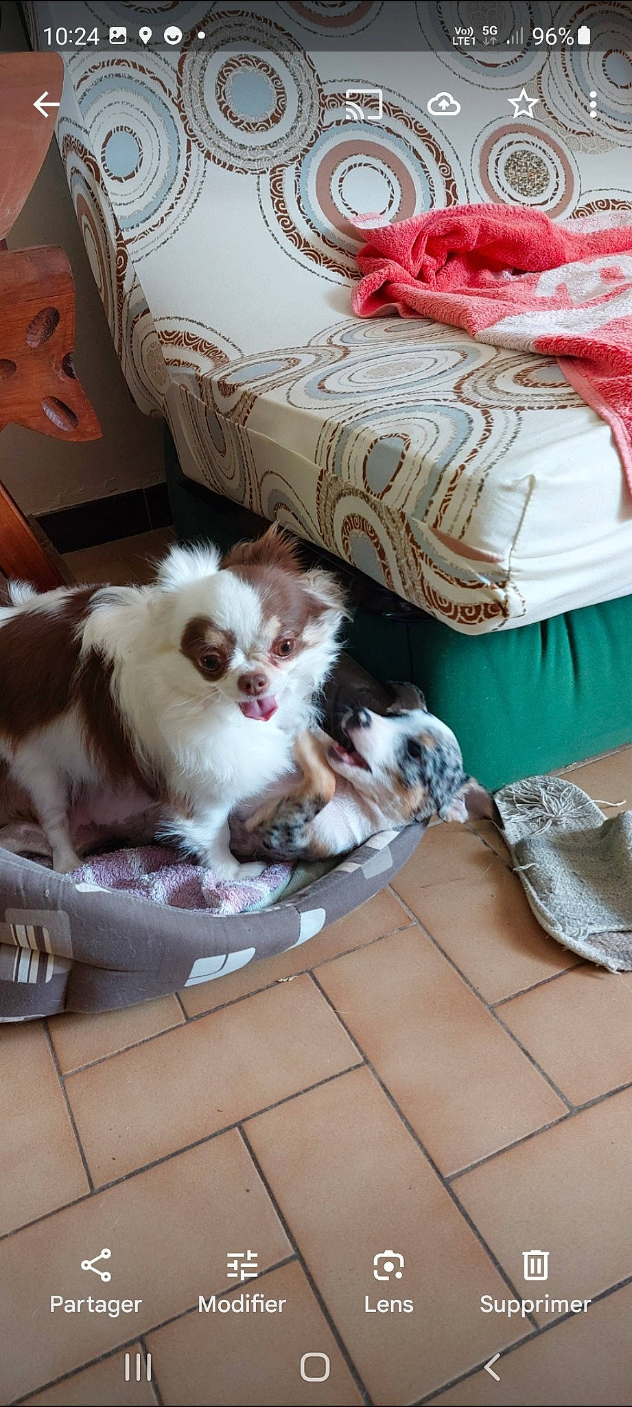 Olympe participe au concours pour gagner de l'argent avec cette photo : canidae, carnivore, comfort, companion_dog, dog, dog_breed, dog_supply, fawn, felidae, flooring, fur, linens, liver, pattern, pet_supply, pillow, small_to_medium_sized_cats, sporting_group, toy_dog, working_animal