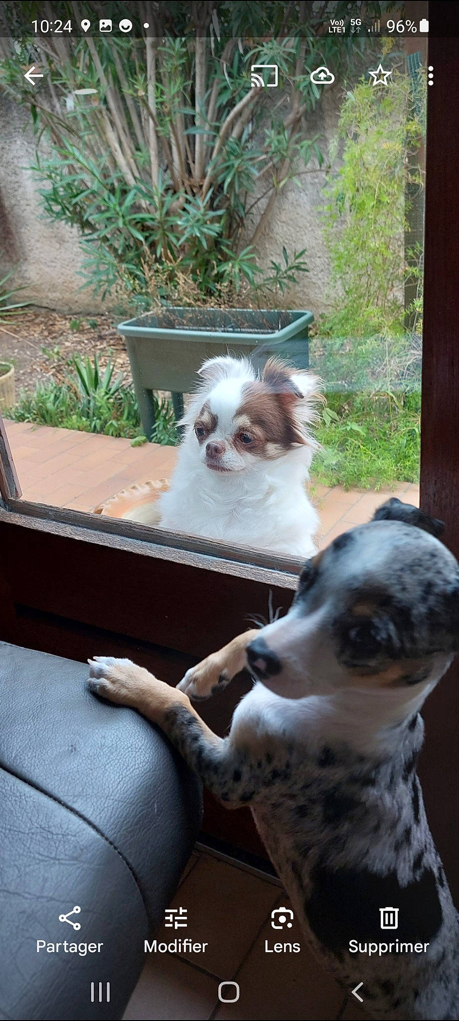Olympe participe au concours pour gagner de l'argent avec cette photo : carnivore, chair, comfort, companion_dog, dog, dog_breed, door, fawn, flowerpot, fur, grass, liver, pet_supply, plant, sporting_group, toy_dog, whiskers, window, working_animal