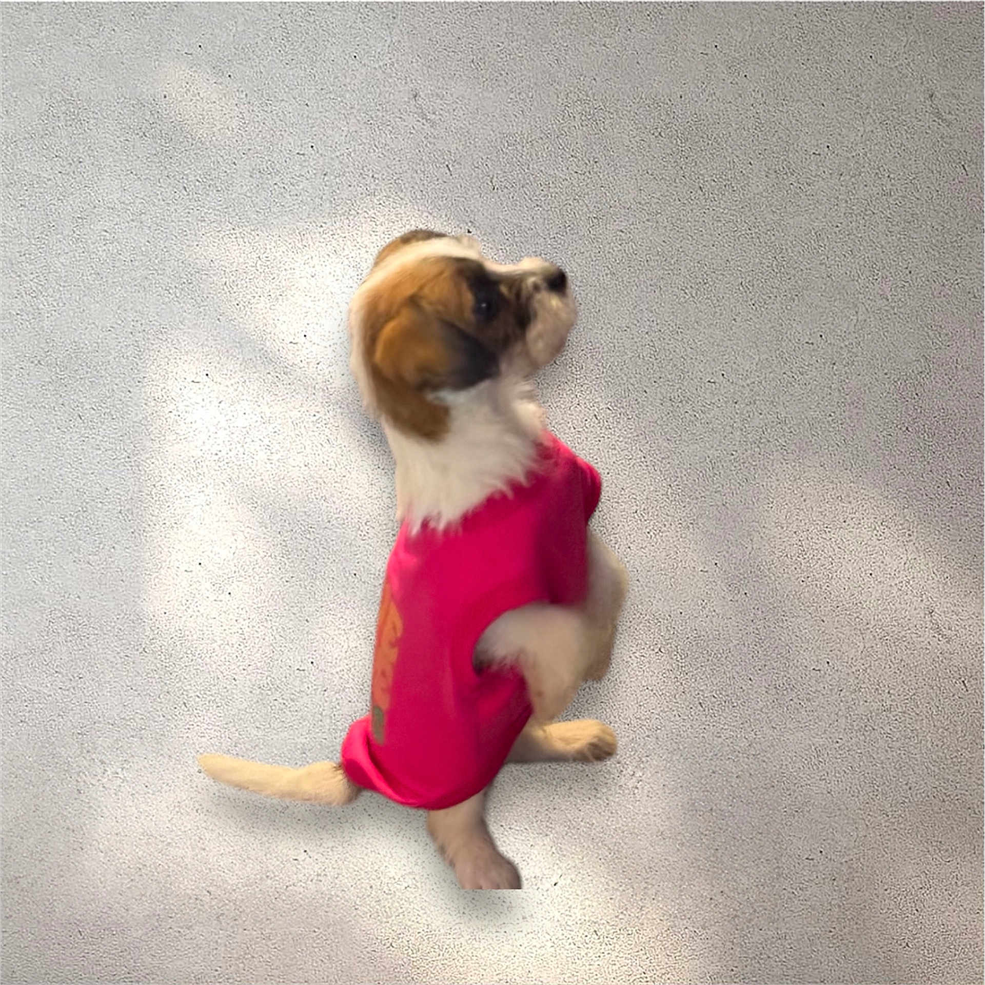 Missy joined the competition — help win amazing prizes! accessories, animal, beagle, boxer, bulldog, canine, chihuahua, cockerspaniel, dog, face, head, hound, leash, papillon, person, pet, photography, portrait, puppy, strap