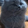 cat, kitten, gray_cat, fluffy, long_hair, fur, pet, animal, portrait, sitting, indoors, wooden_floor, cute, adorable, large_eyes, whiskers, ears, full_body, photograph, gallery_interface