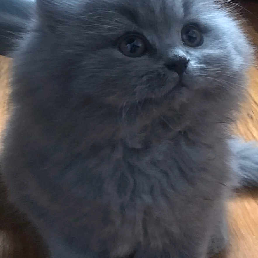 Gabby is registered to the contest to win money with this photo: cat, kitten, gray_cat, fluffy, long_hair, fur, pet, animal, portrait, sitting, indoors, wooden_floor, cute, adorable, large_eyes, whiskers, ears, full_body, photograph, gallery_interface