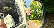 Arès participe au concours pour gagner de l'argent avec cette photo : countryside, daytime, dog, greenery, hand, nature, outdoor, person, pet, phone, portrait, reflection, relaxed, road, side_mirror, sunlight, travel, trees, vehicle, window