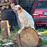 Arès a rejoint le concours — aidez-le/la à gagner de superbes lots ! animal, barrel, car, citroen, collar, dog, firewood, grass, log, nature, outdoor, pet, rural, rustic, sitting, stone, sunlight, tree_stump, vehicle, wood