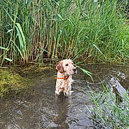 Arès a rejoint le concours — aidez-le/la à gagner de superbes lots ! animal, canine, collar, dog, grass, greenery, muddy, nature, outdoor, peaceful, pond, quiet, reeds, reflection, shallow_water, sky, summer, water, wet, wildlife
