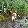 animal, canine, collar, dog, grass, greenery, muddy, nature, outdoor, peaceful, pond, quiet, reeds, reflection, shallow_water, sky, summer, water, wet, wildlife