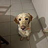 dog, indoor, floor, tile, brown_ears, speckled_fur, pet, looking_up, shadow, wall, curious, animal, canine, domestic, companion, cute, portrait, mammal, expression, home