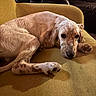 dog, couch, indoor, pet, fur, yellow_couch, relaxed, animal, domestic_animal, canine, resting, brown_fur, living_room, furniture, close_up, laying_down, cozy, home, soft_light, comfort