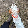 dog, white_dog, brown_spots, orange_collar, boots, person, black_pants, gravel, dirt, outdoor, earth, footwear, canine, animal, pet, top_down_view, walking, curious, texture, ground