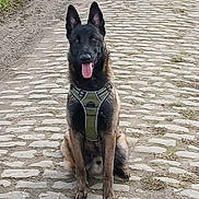 Viscko a rejoint le concours — aidez-le/la à gagner de superbes lots ! dog, belgian_malinois, sitting, cobblestone_path, harness, outdoor, pet, canine, animal, tongue_out, ears_up, alert, nature, grass, road, daylight, portrait, friendly, brown, black
