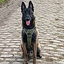 dog, belgian_malinois, sitting, cobblestone_path, harness, outdoor, pet, canine, animal, tongue_out, ears_up, alert, nature, grass, road, daylight, portrait, friendly, brown, black