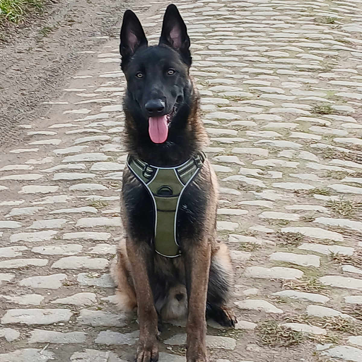 Viscko a rejoint le concours — aidez-le/la à gagner de superbes lots ! alert, animal, belgian_malinois, black, brown, canine, cobblestone_path, daylight, dog, ears_up, friendly, grass, harness, nature, outdoor, pet, portrait, road, sitting, tongue_out