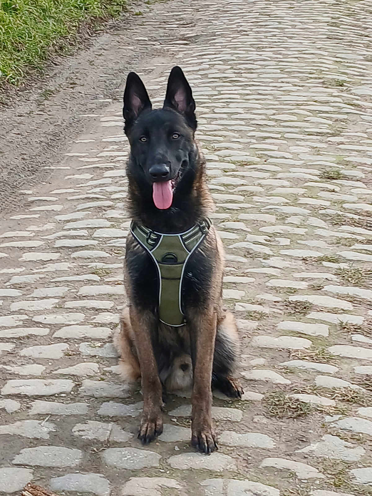Viscko a rejoint le concours — aidez-le/la à gagner de superbes lots ! dog, belgian_malinois, sitting, cobblestone_path, harness, outdoor, pet, canine, animal, tongue_out, ears_up, alert, nature, grass, road, daylight, portrait, friendly, brown, black
