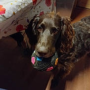 Rubens participe au concours pour gagner de l'argent avec cette photo : animal, ball, brown_dog, canine, cute, dog, domestic, ears, floral_pattern, fur, household, indoor, looking_up, pet, playful, table, tablecloth, toy, waiting, wooden_floor