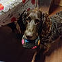 animal, ball, brown_dog, canine, cute, dog, domestic, ears, floral_pattern, fur, household, indoor, looking_up, pet, playful, table, tablecloth, toy, waiting, wooden_floor