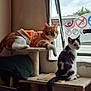 black_and_white_cat, cat, cat_tree, cats, cozy, curious, feline, furniture, ginger_cat, home, indoors, looking_outside, no_symbol, orange_hoodie, pets, relaxed, signs, sitting, soft_lighting, window