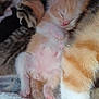 Theodore is registered to the contest to win money with this photo: animal, baby, blanket, cat, closeup, cozy, cute, domestic_cat, family, fur, furry, kitten, mammal, newborn, pet, resting, sleeping, snuggling, soft, tiny