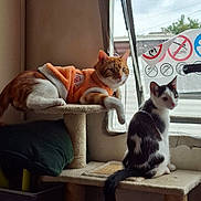 Salem is registered to the contest to win money with this photo: black_and_white_cat, cat, cat_tree, cats, cozy, curious, feline, furniture, ginger_cat, home, indoors, looking_outside, no_symbol, orange_hoodie, pets, relaxed, signs, sitting, soft_lighting, window