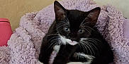 Maggie is registered to the contest to win money with this photo: cat, kitten, tuxedo_cat, black_and_white, whiskers, blanket, purple_blanket, cozy, indoor, pet, animal, feline, cute, curious, soft_texture, resting, companion, close_up, two_cats, playful