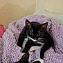 Maggie joined the competition — help win amazing prizes! cat, tuxedo_cat, black_and_white, blanket, purple_blanket, indoor, pet, animal, whiskers, fur, ears, relaxing, cozy, curious, closeup, soft_texture, resting, two_cats, feline, home