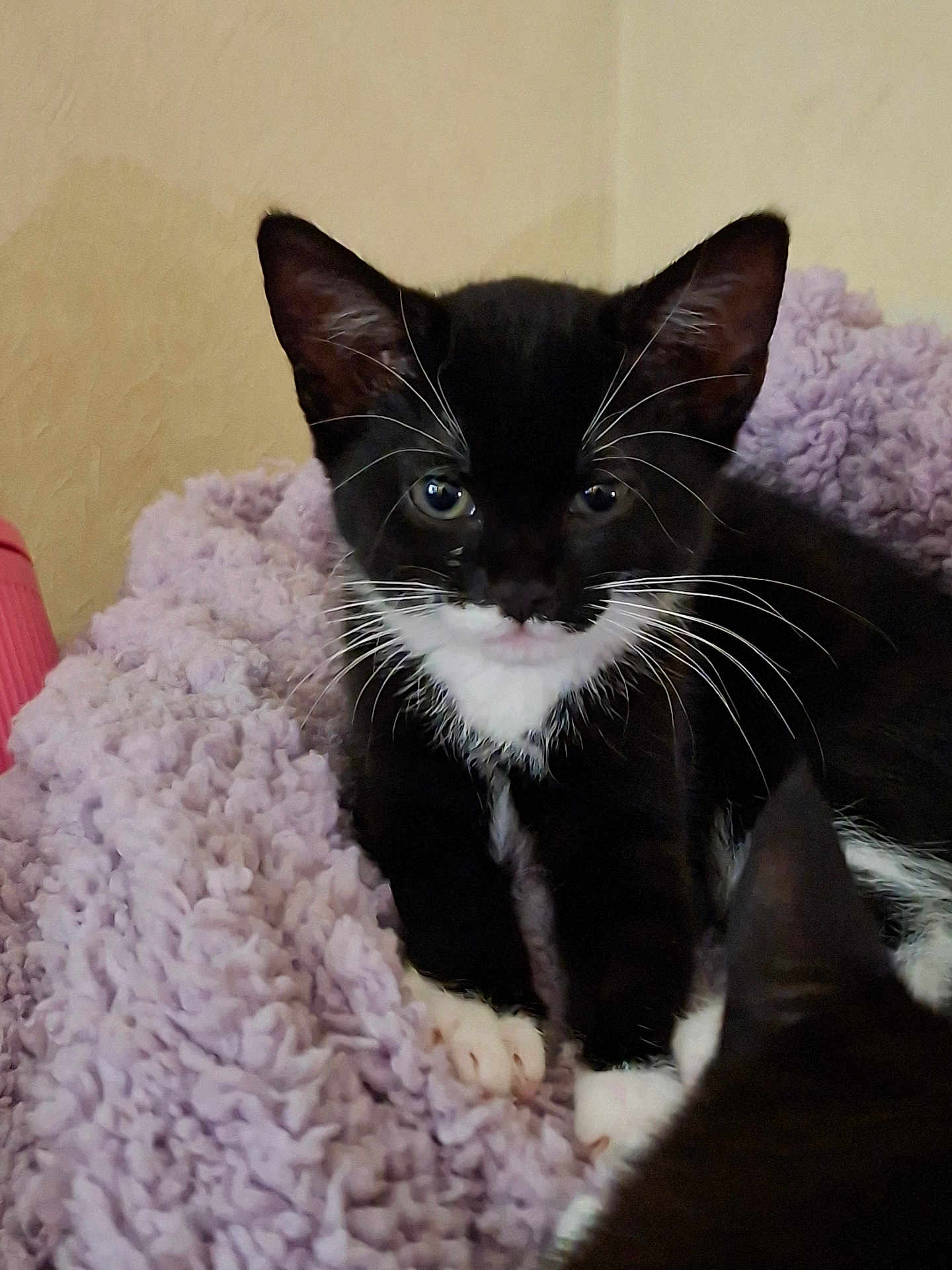 Maggie joined the competition — help win amazing prizes! kitten, cat, black_and_white, tuxedo_cat, whiskers, fluffy_blanket, lavender, indoor, pet, cute, animal, small, fur, paws, resting, young, domestic_cat, cozy, soft, curious
