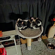 Maggie is registered to the contest to win money with this photo: cat, kitten, cat_tree, indoor, furniture, curtains, pet, animal, black_and_white, resting, cozy, platform, household, fur, domestic, cute, small, playful, curious, companion