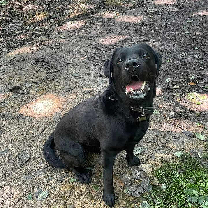 Jack is registered to the contest to win money with this photo: animal, black_dog, canine, collar, dirt_path, dog, forest_floor, friendly, happy, leaves, looking_up, nature, outdoor, pet, playful, shadows, sitting, sunlight, tongue_out, woodland