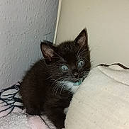 Oreo is registered to the contest to win money with this photo: animal, black_cat, blanket, blue_eyes, corner, cozy, curious, cushion, cute, domestic, feline, fluffy, indoor, kitten, pet, small, soft, wall, whiskers, young