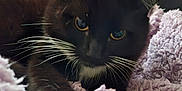 Oreo is registered to the contest to win money with this photo: animal, black_and_white_cat, blanket, cat, close_up, cozy, cute, domestic_cat, feline, fluffy, fur, indoor, paws, pet, purple_blanket, relaxed, resting, sleepy, soft_texture, whiskers