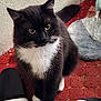 Oreo is registered to the contest to win money with this photo: animal, black_and_white, carpet, cat, closeup, curious, cute, domestic_animal, feline, footwear, fur, household, indoor, looking_up, paws, pet, sitting, slippers, tuxedo_cat, whiskers