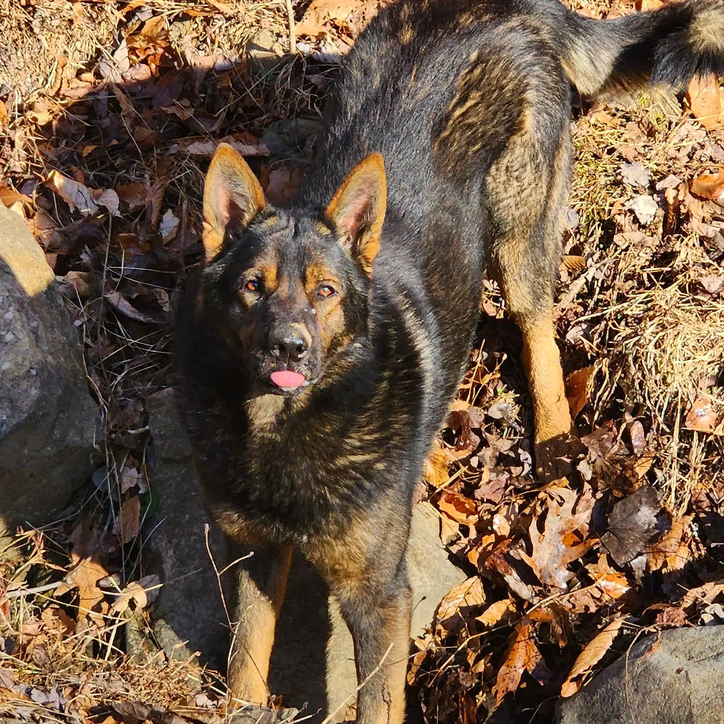 Iroh is registered to the contest to win money with this photo: art, canidae, canis, carnivore, dog, dog_breed, dog_hiking, fawn, fur, herding_dog, snout, sporting_group, sulimov_dog, terrestrial_animal, wildlife, wolf, working_animal, working_dog