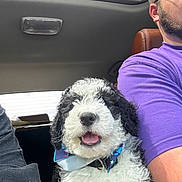 Batman joined the competition — help win amazing prizes! accessories, adult, animal, canine, clothing, cushion, dog, face, glasses, head, homedecor, male, man, person, pet, photography, portrait, puppy, sunglasses, t_shirt