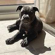 Athena participe au concours pour gagner de l'argent avec cette photo : puppy, dog, pet, black_dog, floor, tile_floor, shadow, sunlight, indoor, curious, young_dog, canine, resting, animal, adorable, closeup, portrait, cute, relaxed, home