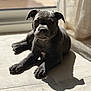 puppy, dog, pet, black_dog, floor, tile_floor, shadow, sunlight, indoor, curious, young_dog, canine, resting, animal, adorable, closeup, portrait, cute, relaxed, home