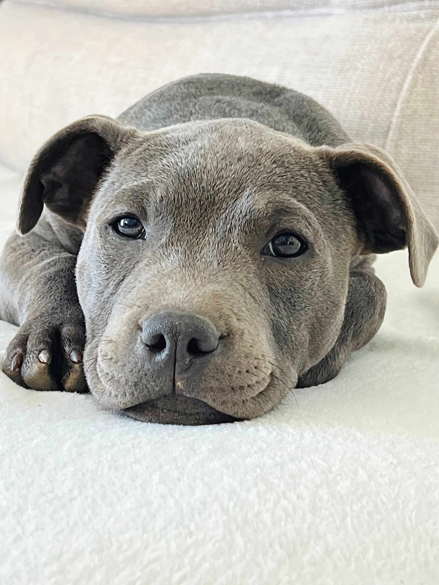 Athena a rejoint le concours — aidez-le/la à gagner de superbes lots ! puppy, dog, gray, close_up, sleepy, lying_down, soft_texture, blanket, pet, canine, floppy_ears, cute, adorable, animal, young, face, nostrils, paw, relaxed, indoor