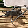 Athena participe au concours pour gagner de l'argent avec cette photo : dog, puppy, wooden_deck, outdoor, sunlight, shadow, drying_rack, white_sheet, relaxed, pet, animal, summer, resting, canine, young_dog, nature, greenery, playful, peaceful, domestic_animal