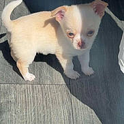 Blanco participe au concours pour gagner de l'argent avec cette photo : puppy, dog, small_dog, cream_colored, standing, wooden_floor, shadow, sunlight, pet, cute, young_animal, indoors, floor_tiles, curious, adorable, animal, companion, tiny, fur, ears
