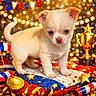 animal, background_bokeh, celebration, confetti, cream_colored, cushion, cute, decorations, dog, festive, gold_trophy, indoor, party, pet, puppy, red_white_blue, ribbons, small_dog, sparkles, stars