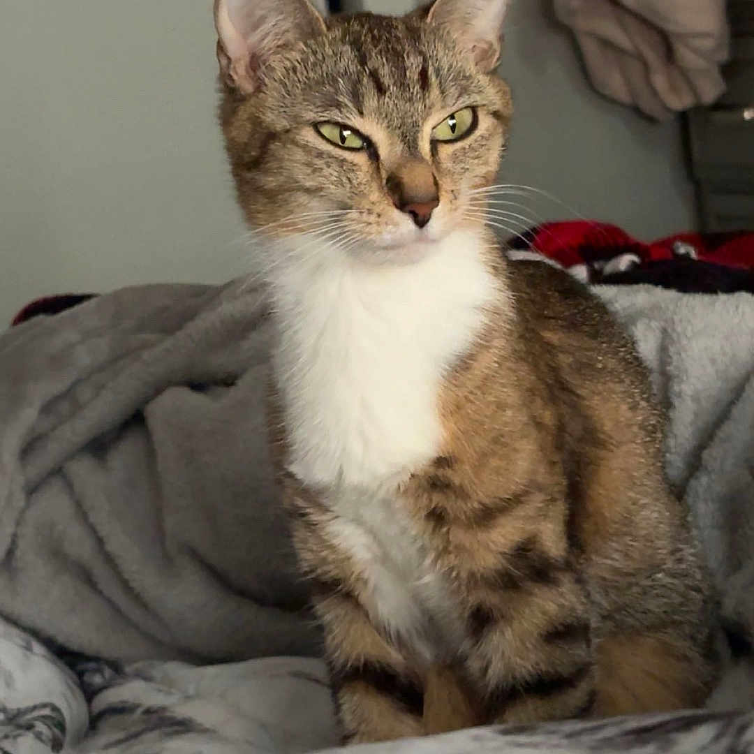 Peanut joined the competition — help win amazing prizes! animal, bed, blanket, cat, closeup, cozy, cute, domestic, ears, feline, fur, home, indoor, mammal, pet, portrait, relaxed, resting, tabby, whiskers