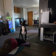 Scrappy is registered to the contest to win money with this photo: dog, living_room, furniture, wooden_table, hat, carpet, lamp, door, chair, bucket, toy, television, remote_control, wall, shelf, household_items, floor, interior, pet, black_and_white_dog