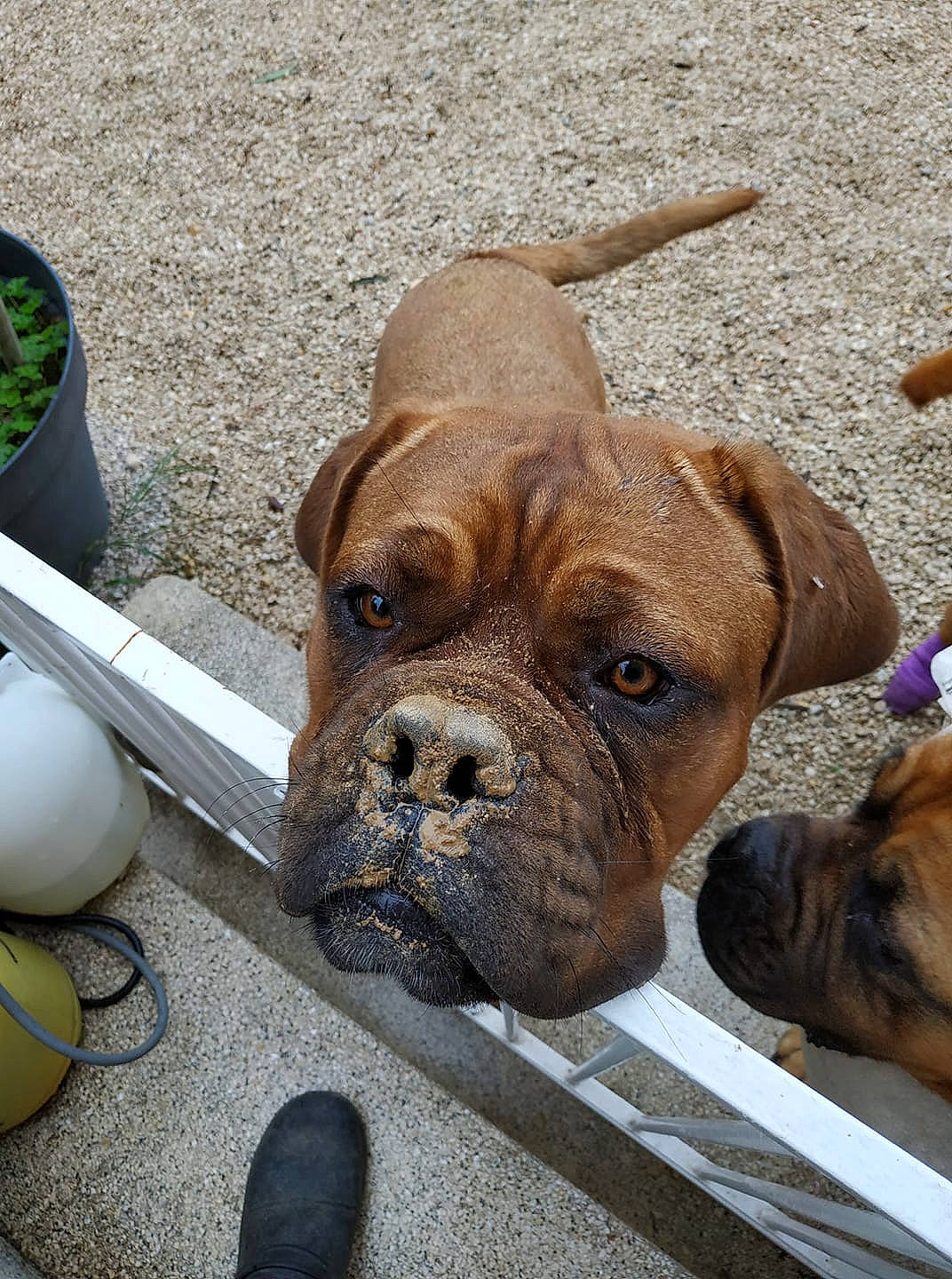 Malicia participe au concours pour gagner de l'argent avec cette photo : boxer, bullmastiff, canidae, carnivore, companion_dog, dog, dog_breed, dogue_de_bordeaux, fawn, korean_mastiff, mammal, molosser, old_english_bulldog, olde_english_bulldogge, rare_breed_dog, snout, sporting_group, vertebrate, working_dog, wrinkle