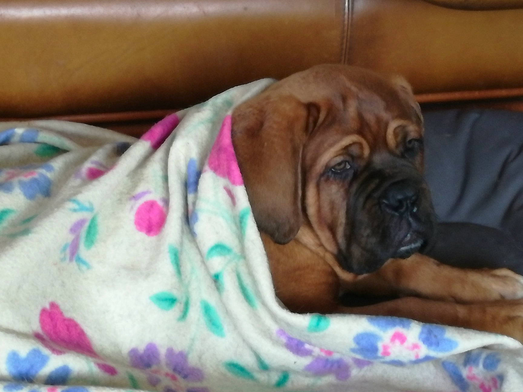 Malicia participe au concours pour gagner de l'argent avec cette photo : bloodhound, boerboel, bullmastiff, canidae, carnivore, companion_dog, dog, dog_breed, fawn, fila_brasileiro, korean_mastiff, mammal, nap, non_sporting_group, ori_pei, shar_pei, snout, tosa, vertebrate, wrinkle