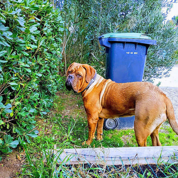 Malicia participe au concours pour gagner de l'argent avec cette photo : boerboel, canidae, carnivore, dog, dog_breed, fawn, fila_brasileiro, guard_dog, korean_mastiff, mammal, molosser, perro_de_presa_mallorquin, rare_breed_dog, tosa, vertebrate, working_dog