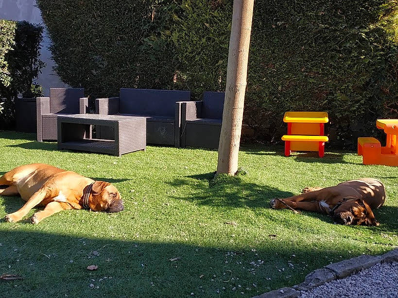 Malicia participe au concours pour gagner de l'argent avec cette photo : backyard, bloodhound, canidae, carnivore, companion_dog, dog, dog_breed, grass, hound, lawn, plant, rhodesian_ridgeback, tosa, vizsla