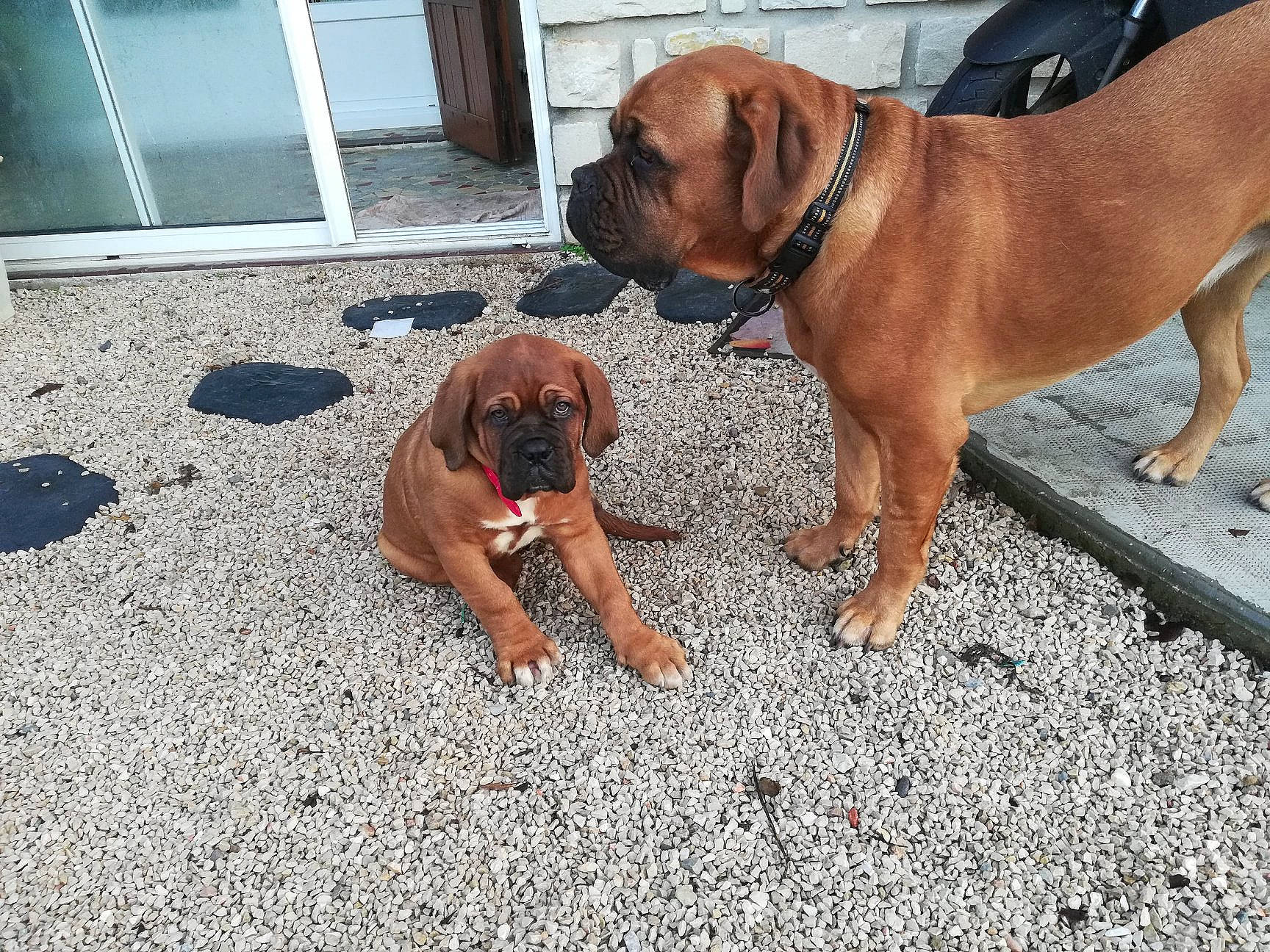 Noisette participe au concours pour gagner de l'argent avec cette photo : bloodhound, boerboel, boxer, bullmastiff, canidae, carnivore, dog, dog_breed, fawn, fila_brasileiro, hound, korean_mastiff, mammal, molosser, rare_breed_dog, snout, sporting_group, tosa, vertebrate, working_dog
