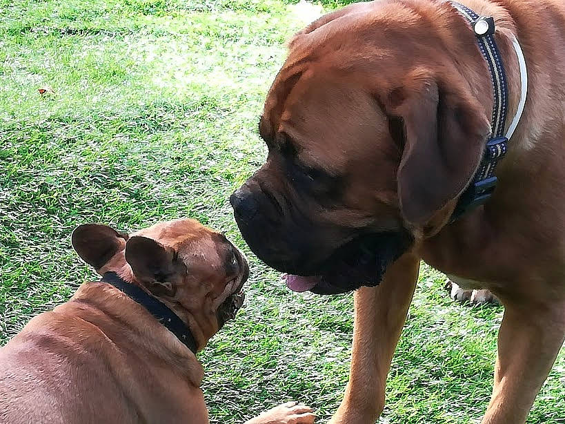 Noisette a rejoint le concours — aidez-le/la à gagner de superbes lots ! american_mastiff, boerboel, boxer, bullmastiff, canidae, carnivore, dog, dog_breed, english_mastiff, fawn, fila_brasileiro, giant_dog_breed, korean_mastiff, mammal, molosser, rare_breed_dog, snout, tosa, vertebrate, working_dog