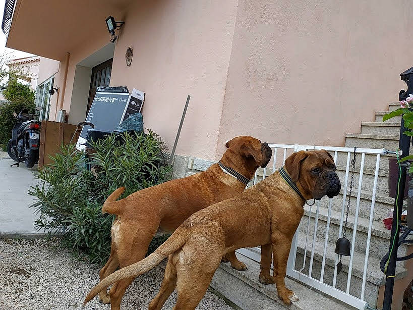Noisette participe au concours pour gagner de l'argent avec cette photo : boerboel, boxer, canidae, carnivore, dog, dog_breed, fawn, hound, mammal, molosser, portuguese_pointer, rare_breed_dog, rhodesian_ridgeback, sporting_group, tosa, vertebrate, working_dog