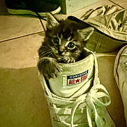 Meatball joined the competition — help win amazing prizes! cat, kitten, animal, pet, feline, fluffy, gray_cat, blue_eyes, sneaker, shoe, shoelaces, indoors, floor, tile, laundry, fabric, clothing, close_up, cute, playful