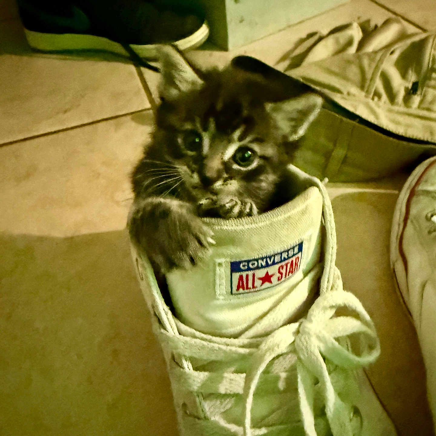Meatball joined the competition — help win amazing prizes! cat, kitten, animal, pet, feline, fluffy, gray_cat, blue_eyes, sneaker, shoe, shoelaces, indoors, floor, tile, laundry, fabric, clothing, close_up, cute, playful